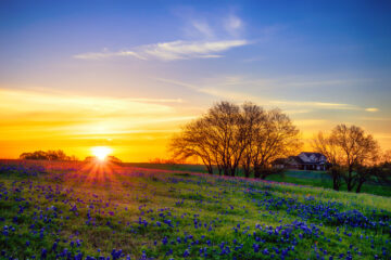 Texas Bluebonnet Wildflower Field Blooming in the Spring | March 2022 Issue - Free Christian Lifestyle Magazine | Nashville Christian Family Magazine