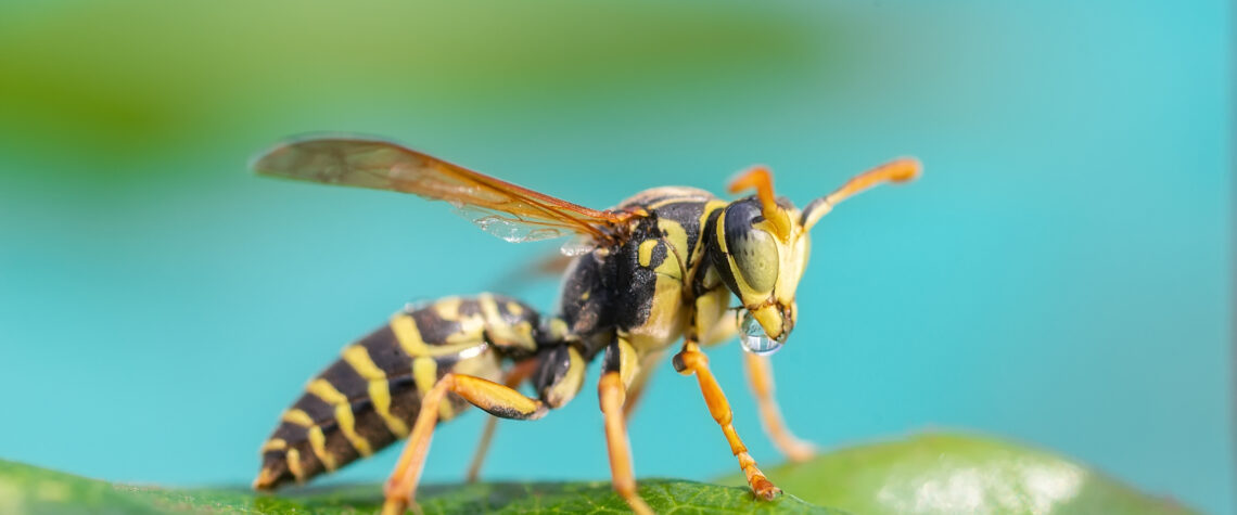 European Wasp - | Free Issue of the Nashville Christian Family magazine - Free Christian Magazine