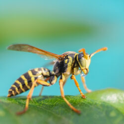European Wasp - | Free Issue of the Nashville Christian Family magazine - Free Christian Magazine