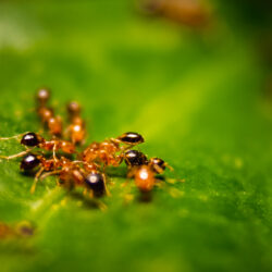 Nashville Christian Family magazine | Free Christian Magazine - group of small red ants