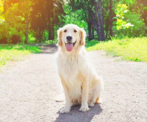 Home Remedies for Fleas & Keeping Them Off Of Your Pets - Happy Golden Retriever Dog Sitting In Park On Sunny Summer Day | Nashville Christian Family Magazine - May 2023 issue - Free Christian Magazine