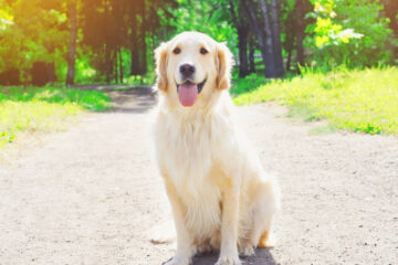 Home Remedies for Fleas & Keeping Them Off Of Your Pets - Happy Golden Retriever Dog Sitting In Park On Sunny Summer Day | Nashville Christian Family Magazine - May 2023 issue - Free Christian Magazine
