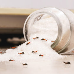 Common Types of Ants: What Kind Of Ant Is This? - Fall sugar pot with ants | Nashville Christian Family Magazine - June 2023 issue - Free Christian Magazine