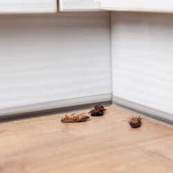 Dead Cockroaches on Wooden Floor | Nashville Christian Family Magazine