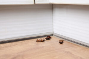 Dead Cockroaches on Wooden Floor | Nashville Christian Family Magazine