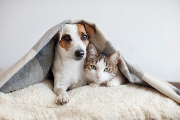 Home Remedies To Keep Fleas Off Of Your Pet | Nashville Christian Family Magazine