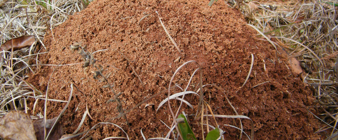 Fire Ants | Nashville Christian Family Magazine