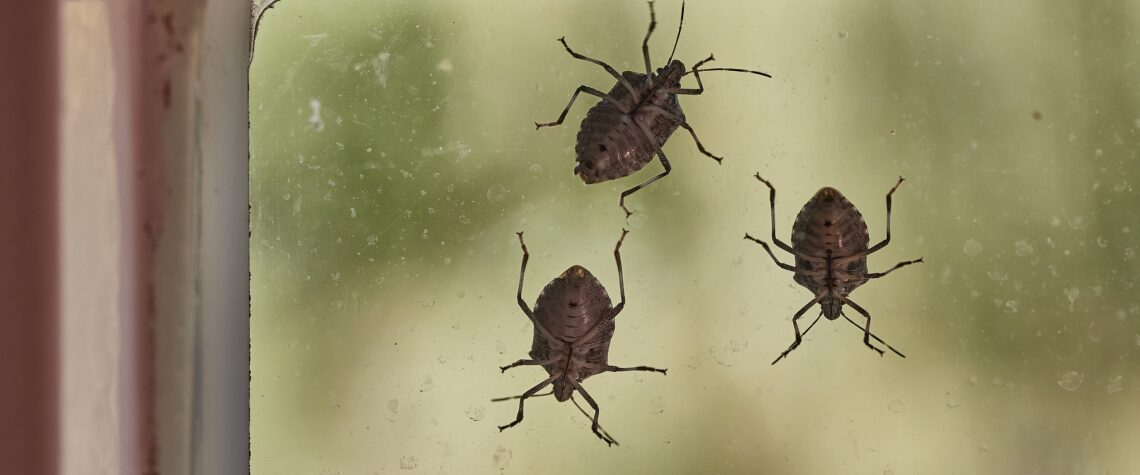 Kudzu Bugs - Stink Bugs | Nashville Christian Family Magazine - August 2024 issue