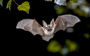 flying bat in the forest | Nashville Christian Family Magazine - October 2024 issue