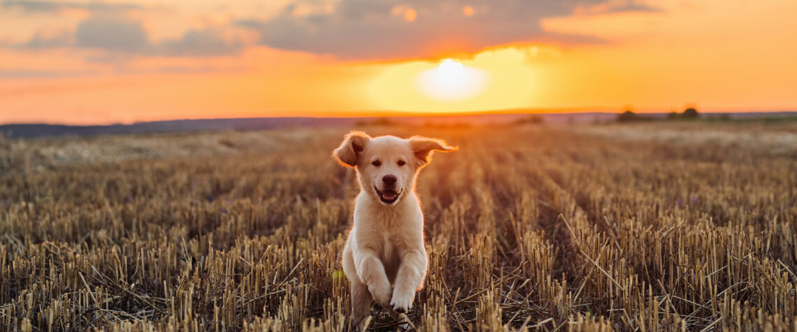 Dog running through a field at sunset | Nashville Christian Family Magazine - October 2024 issue