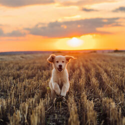 Dog running through a field at sunset | Nashville Christian Family Magazine - October 2024 issue