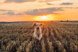 Dog running through a field at sunset | Nashville Christian Family Magazine - October 2024 issue