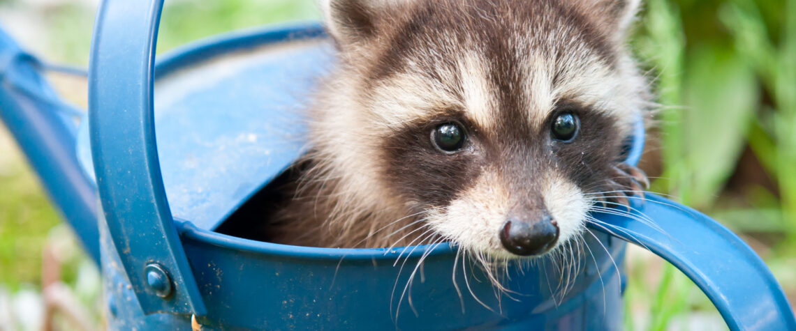 Babby Raccoon | Nashville Christian Family Magazine - October 2024 issue