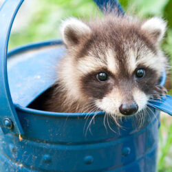 Babby Raccoon | Nashville Christian Family Magazine - October 2024 issue