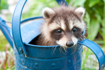 Babby Raccoon | Nashville Christian Family Magazine - October 2024 issue