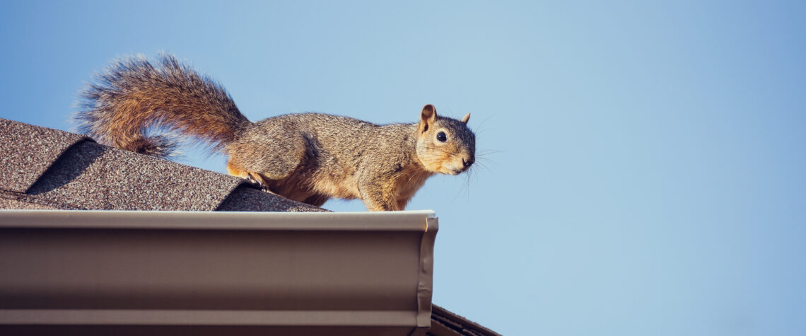 Waynes Pest Control - Nashville TN - How to Prevent Wildlife from Entering Your Property | Nashville Christian Family Magazine