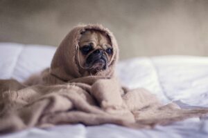 The Lee Company - Simple Ways to Winter-Proof Your Home (Without Breaking the Bank) - The Home Front - pug puppy | Nashville Christian Family Magazine