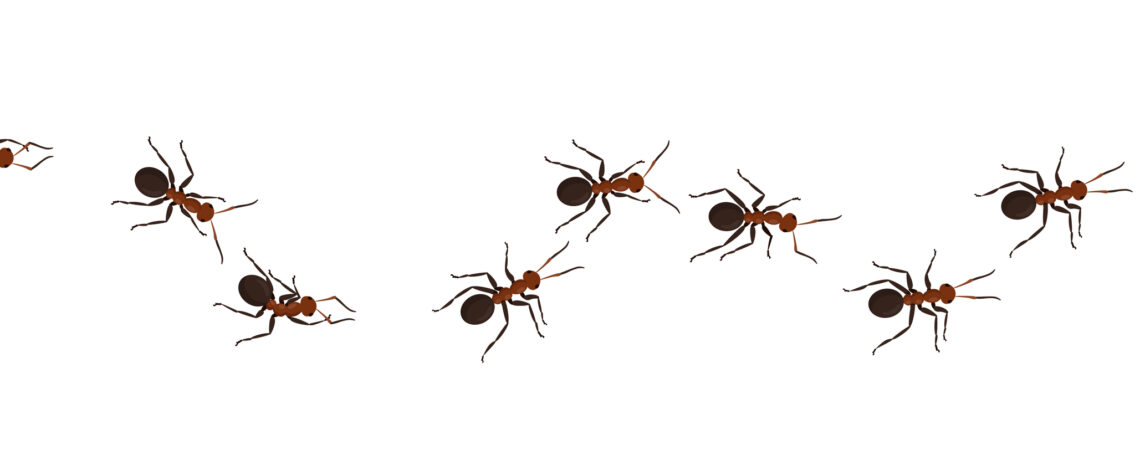 How Can You Tell if You Have a Sugar Ant Problem? - Crawling ants - pests | Nashville Christian Family Magazine