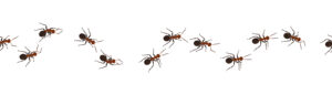 How Can You Tell if You Have a Sugar Ant Problem? - Crawling ants - pests | Nashville Christian Family Magazine