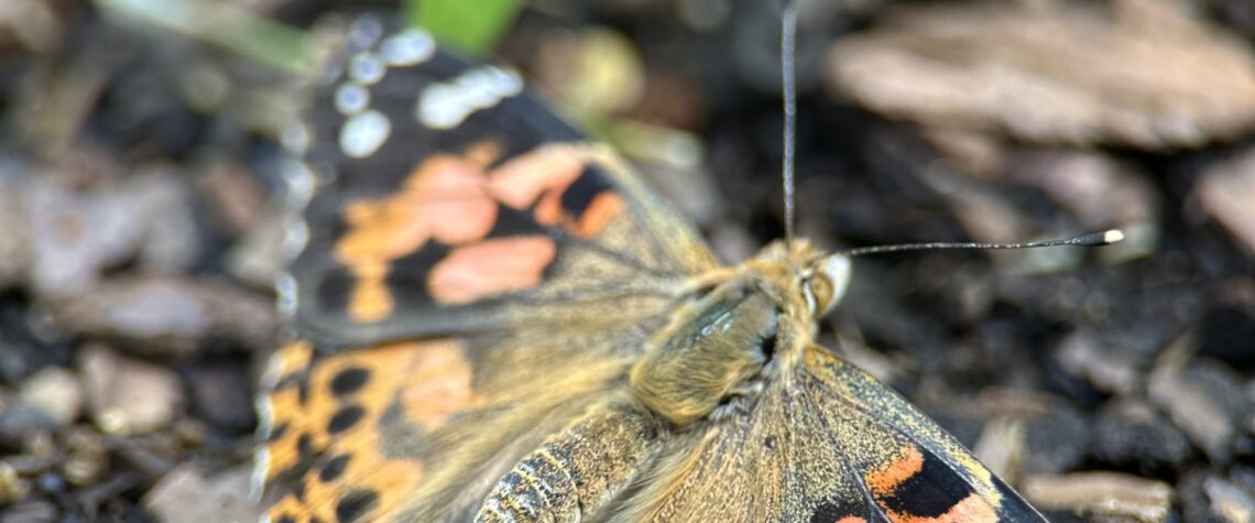 Butterfly | Nashville Christian Family Magazine
