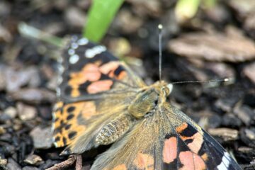 Butterfly | Nashville Christian Family Magazine